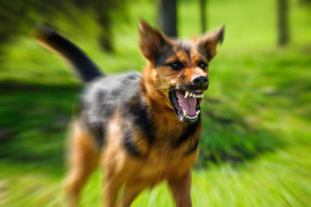 Aggressive dog threatening to bite.