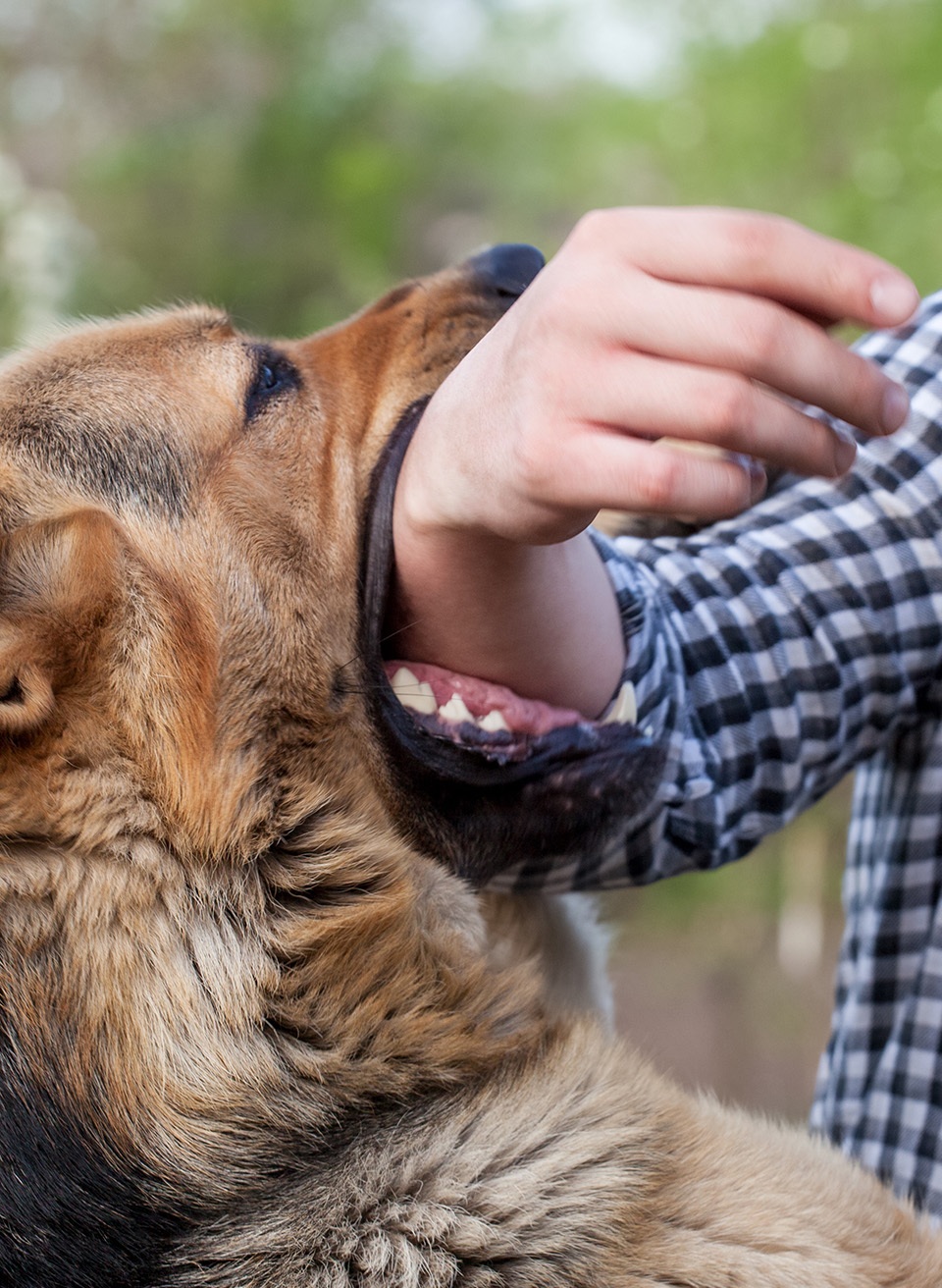 Closeup of a dog biting a person's arm.